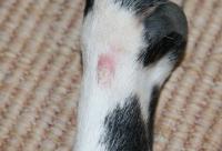 Futtermittelallergie beim Hund